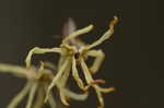 American witch-hazel